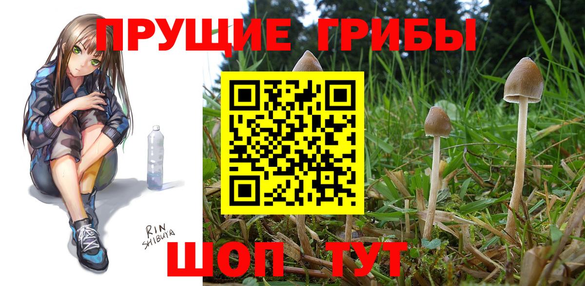 Псилоцибиновые грибы Cubensis Буйнакск